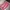 Air Jordan Zion 3 Pink Lotus photo 5