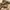 Casual Short Pria tan photo 5