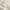 Fairy Coquette Skirt Wanita cream photo 4