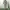 JACKET CAGOULE BUGLE BOY COMPANY photo 2