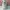 shoulder bag Kate Spade wrn krem photo 2