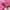 Embroidery Crop Crewneck Pink photo 4