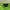 Polo Cap Little Pony - Spring Green photo 4