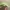 Polo Cap Little Pony - Spring Green photo 2