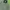 Zara Streetwear Indie Parka Pria green photo 2