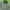 Zara Streetwear Indie Parka Pria Green
