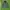 Zara Streetwear Indie Parka Pria Green