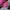 Bamboo Blonde Lolita Mini Skirt Wanita Pink
