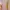 Bamboo Blonde Lolita Summer dress Wanita pink photo 2