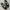Vans auth skateboarding black white photo 1