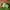 Nike Vomero 5 Green
