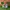 Nike Zoom Bomero 5 Photon Dust photo 3