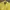 Vintage Blazer Wanita yellow photo 3