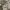Dress Formal Cream  photo 8