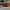 AIR JORDAN 1 LOW REVERSE BRED , AIR JORDAN REVERSE BRED , AI photo 1