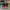 AIR JORDAN 1 LOW REVERSE BRED , AIR JORDAN REVERSE BRED , AI photo 2