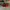 AIR JORDAN 1 LOW REVERSE BRED , AIR JORDAN REVERSE BRED , AI photo 3
