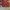 AIR JORDAN 1 LOW REVERSE BRED , AIR JORDAN REVERSE BRED , AI photo 5