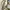 Gucci Canvas Beige tote bag (mirror) photo 3