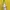 HOODIE FULL ZIPPER YELLOW  photo 2