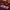 Sportswear Jersey Pria burgundy photo 3