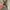Belt leather sintetis mix canvas esquire photo 2