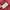 Vintage Track jacket Pria red photo 8