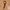 Jalin Belt 