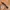 Carte Blanche leather x cotton belt photo 4