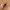 Leather x cotton  belt photo 3