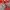 Ocean Pacific Casual Hoody Pria White Red