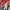 Ocean Pacific Casual Hoody Pria white red photo 4