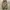 Shein Olive Green Balon Pants photo 3