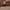 Coach Casual Tote bag Wanita brown photo 6