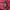 Timberland Gorpcore Casual Windbreaker Pria Red