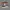 Sepatu Vans Authentic Street Culture LimitedEdition Original photo 1