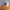 New Era Vintage Hat Pria yellow red photo 1