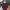 Maroon Midi Dresses photo 1