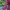 Maroon Midi Dresses photo 5