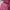Maroon Midi Dresses photo 3