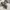 Dickies 874 Original Fit Khaki Workpants photo 1