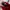 Dress Sabrina Bodyfit Mini Merah  photo 2