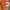 Hush Puppies Track Jacket Softorange photo 6