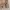 Hush Puppies Track Jacket Beige photo 3