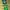 Brazil jersey copa america 2024 - Player issue photo 2
