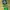 Brazil Jersey Copa America 2024 - Player Issue