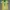 Brazil jersey copa america 2024 - Player issue photo 1