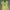 Brazil Jersey Copa America 2024 - Player Issue