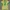 Brazil jersey copa america 2024 - Player issue photo 4