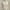 Atasan Lace Ivory photo 4